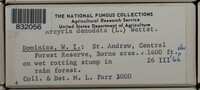 Arcyria denudata image